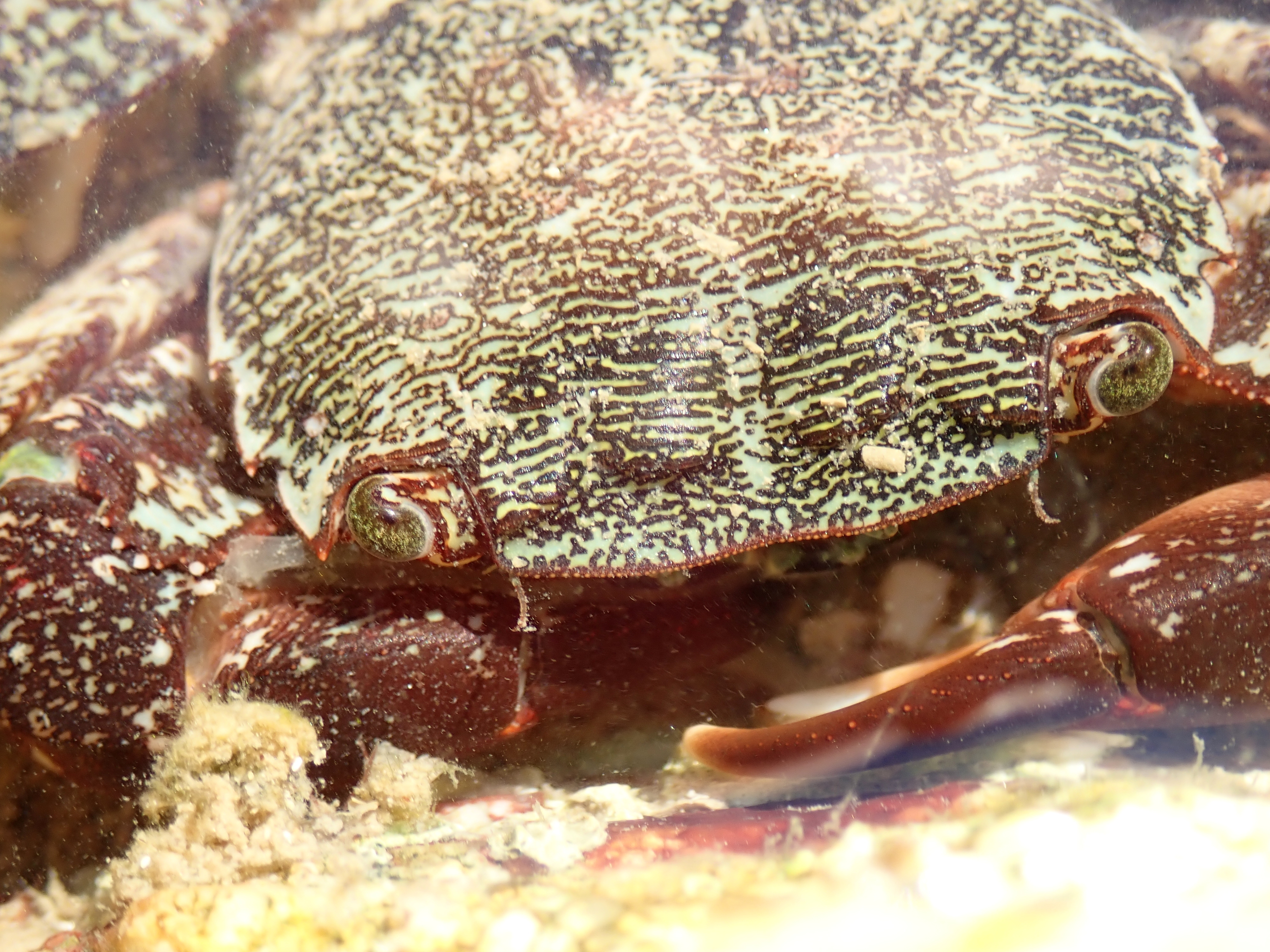 The three teeth along each side of the carapace distinguish this species from other rock crabs