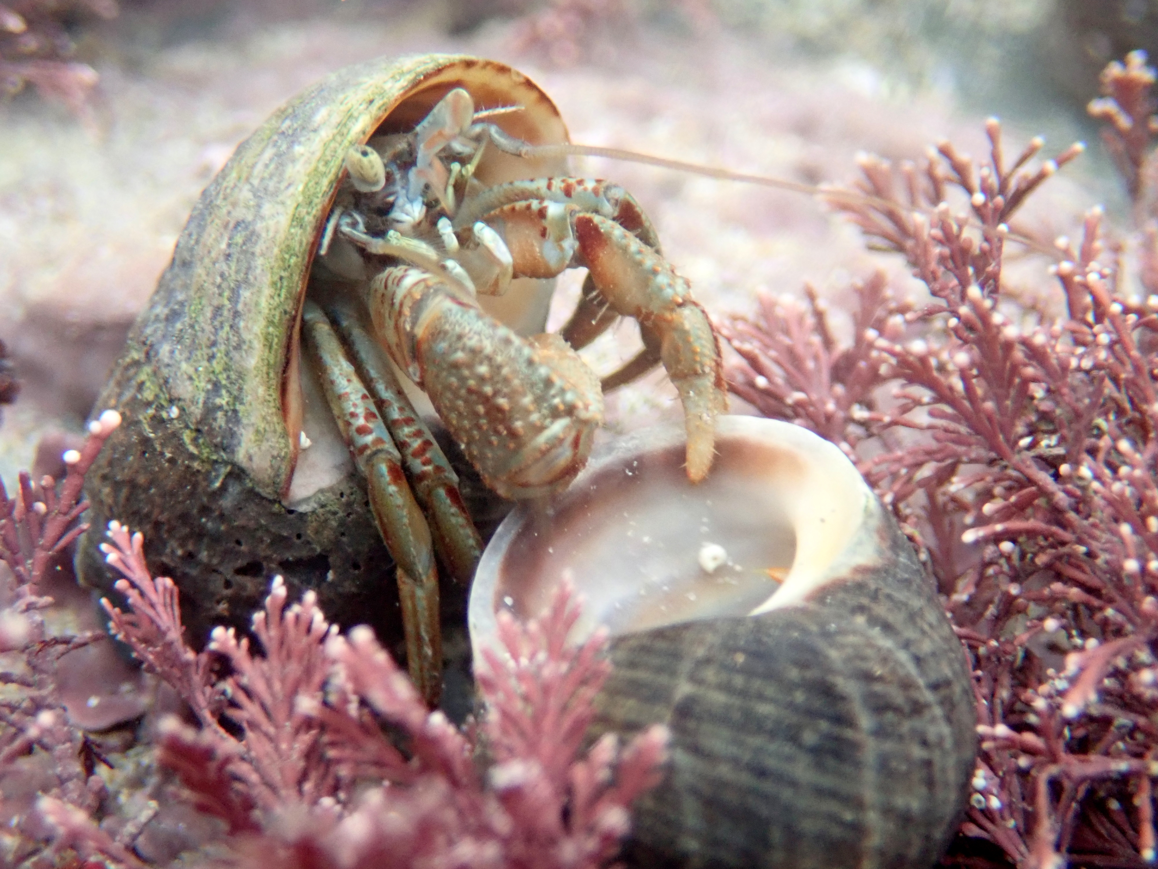 Hermit crab holding on to his mate at Porth Mear