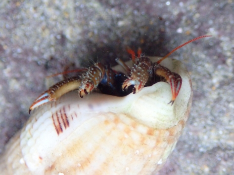 A brief glimpse of a St Piran's hermit crab.