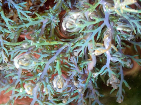 When it is in the water, Rainbow wrack is wonderfully iridescent