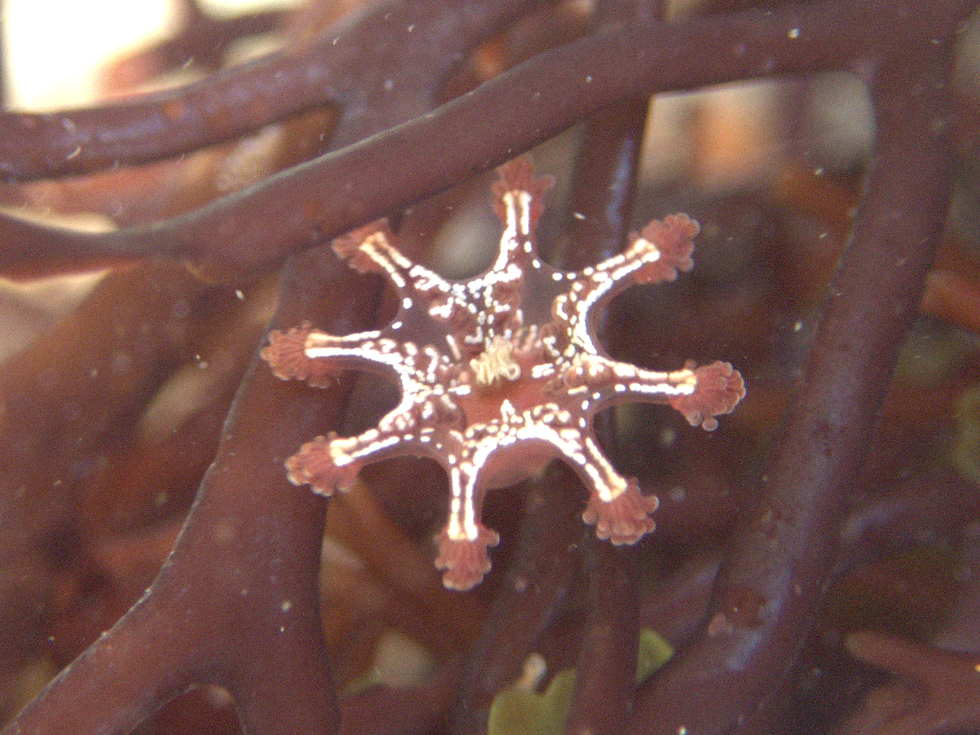 A Calvadosia cruxmelitensis stalked jellyfish near Penzance. The diverse seaweeds of the Mounts Bay area provide a perfect habitat for a variety of stalked jellyfish species.