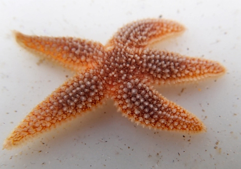 One of the common starfish found - photo courtesy of Liz Barker