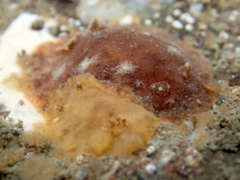 Our brown Geitodoris planata and its much paler yellow mate getting friendly in the Cornish rock pools!