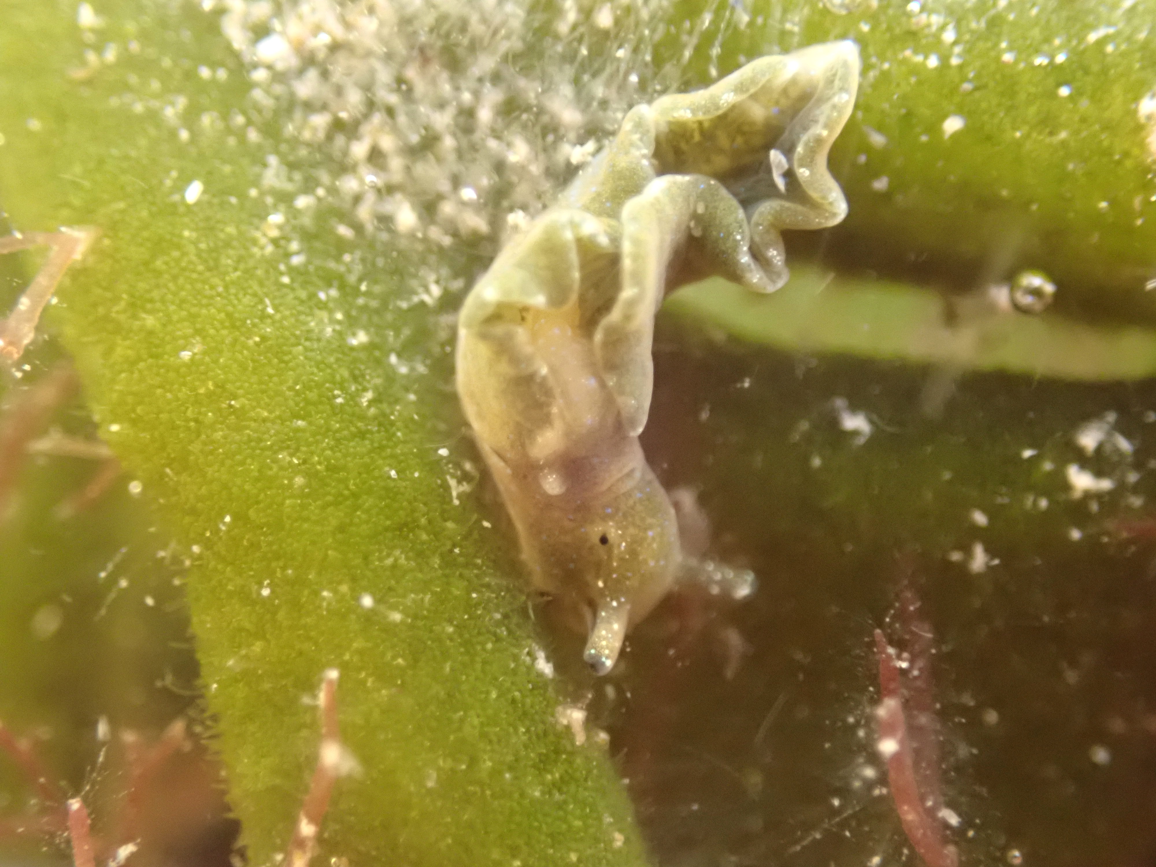 Junior knew to look for photosynthesising sea slugs on codium seaweed. He found us this lovely solar powered slug, Elysia viridis.