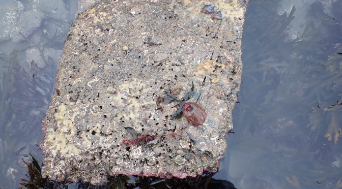 The Surprising Mini-World of Rock Pool Insects