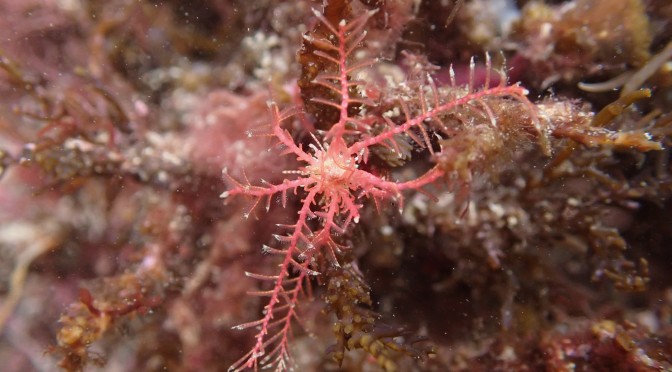 Rosy Feather Star, Cornwall